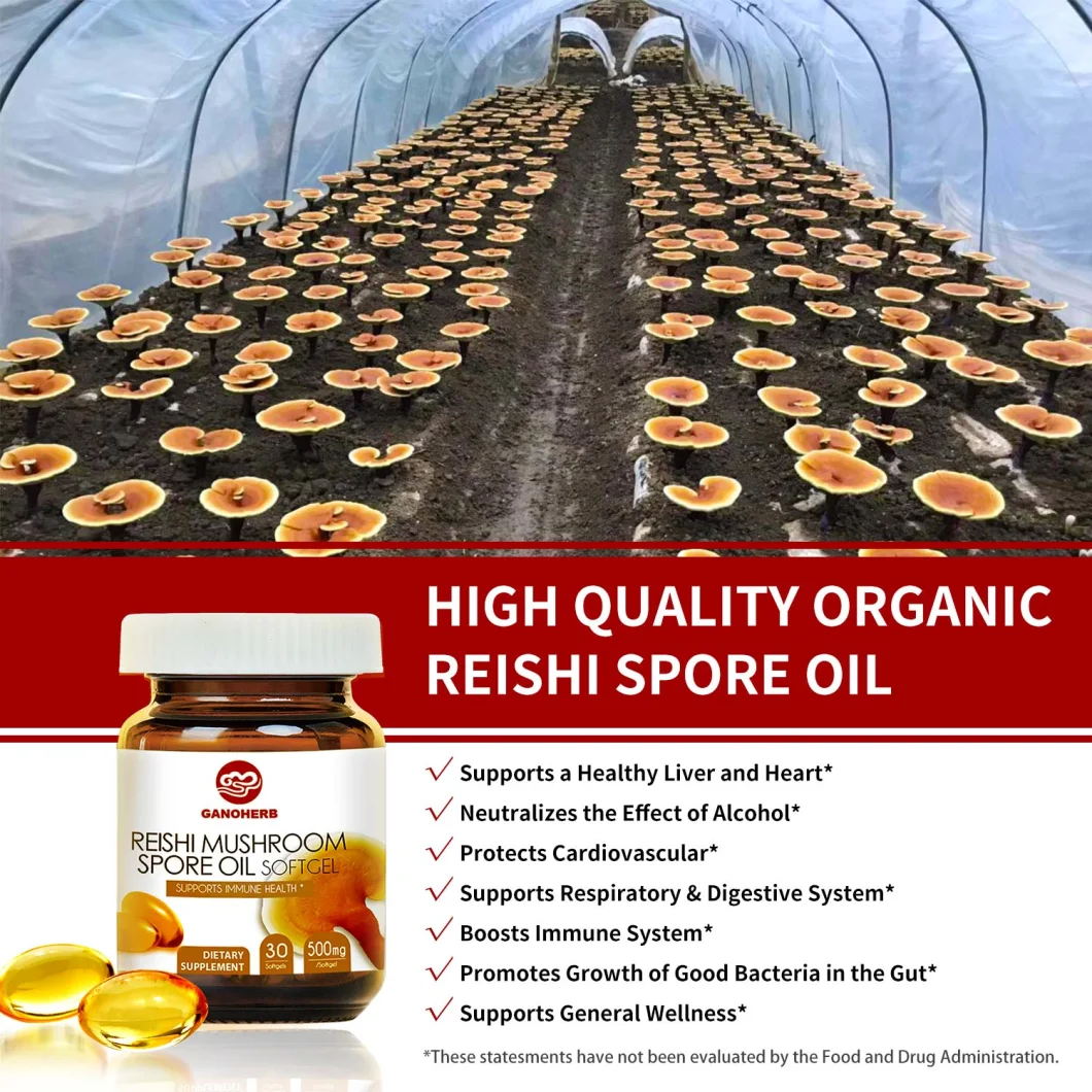 OEM Wholesale Immue System Benefit Anti-Tumor Halal Lingzhi Spore Oil Reishi Spores Oil Softgel Herbal Supplements Healthcare